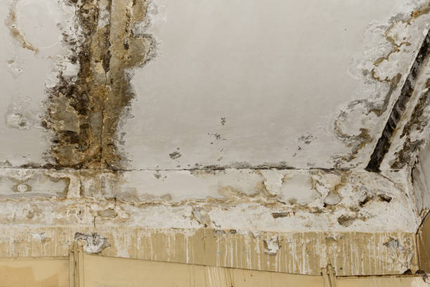 Best Attic Mold Removal  in Dallastown, PA