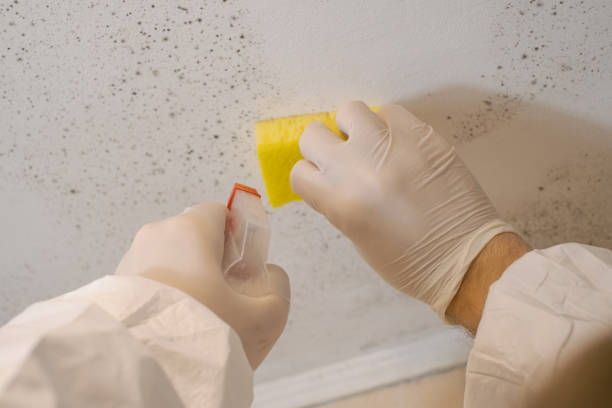 Best Basement Mold Removal  in Dallastown, PA