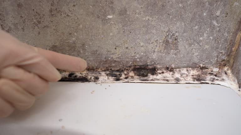 Best Asbestos and Lead Testing During Mold Inspection  in Dallastown, PA